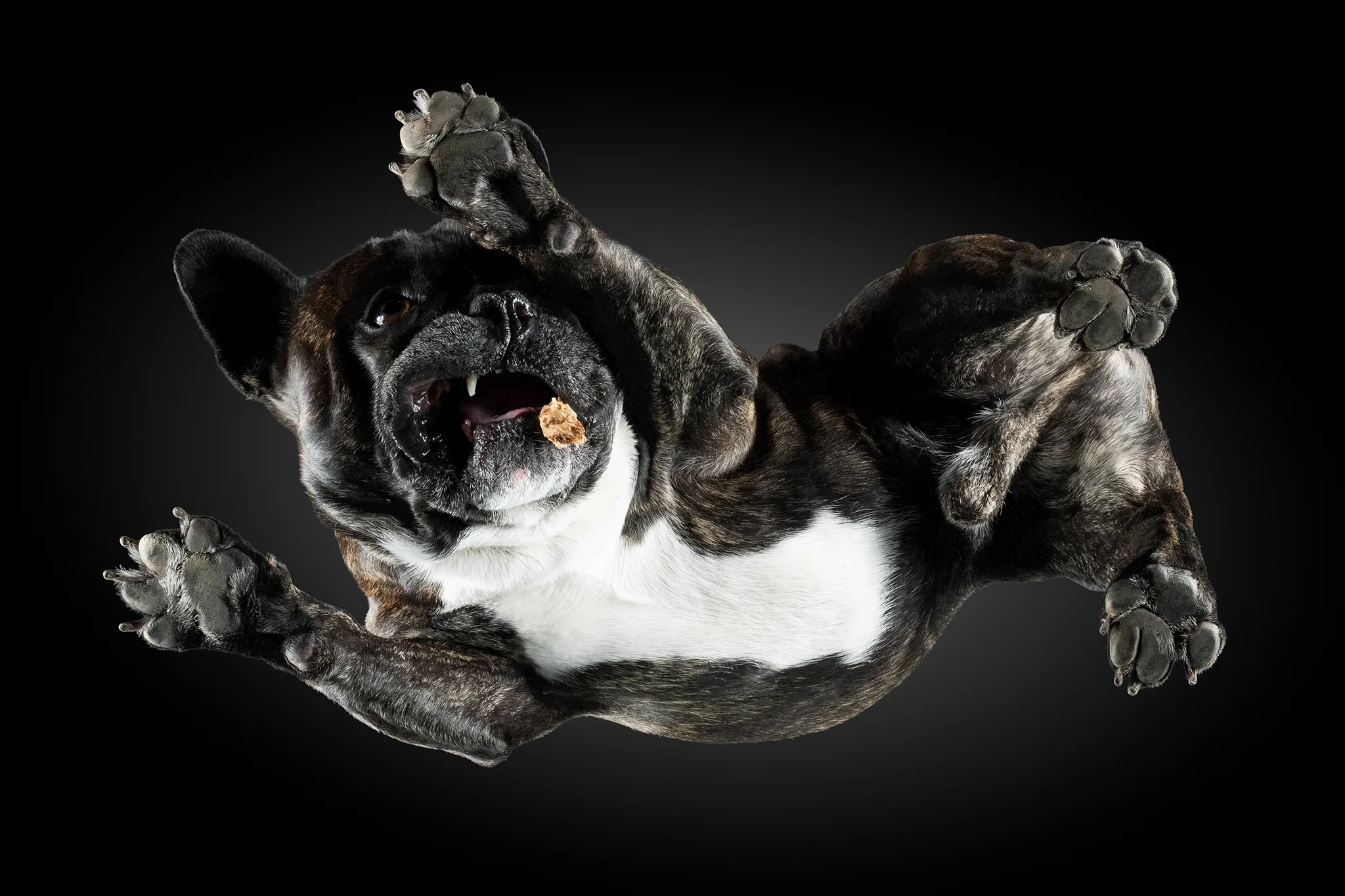 Französische Bulldogge Merlin von unten