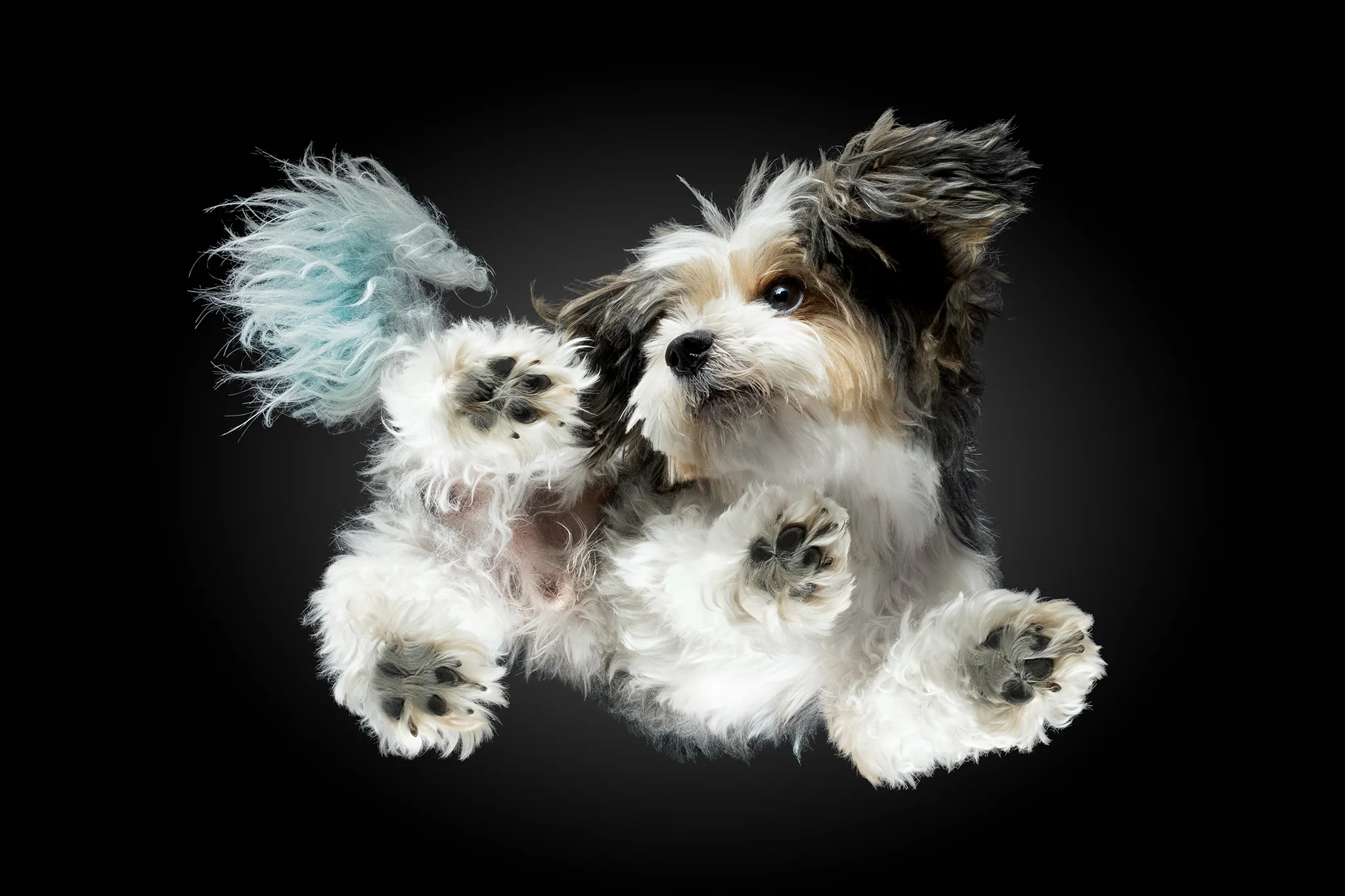 Biewer Yorkshire Terrier Bobby mit blau gefärbter Rute von unten