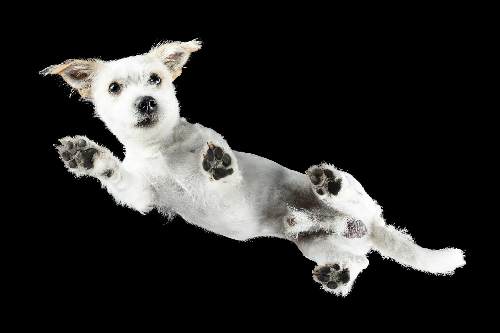 Malteser-Jack-Russell-Mischling Vincent von unten
