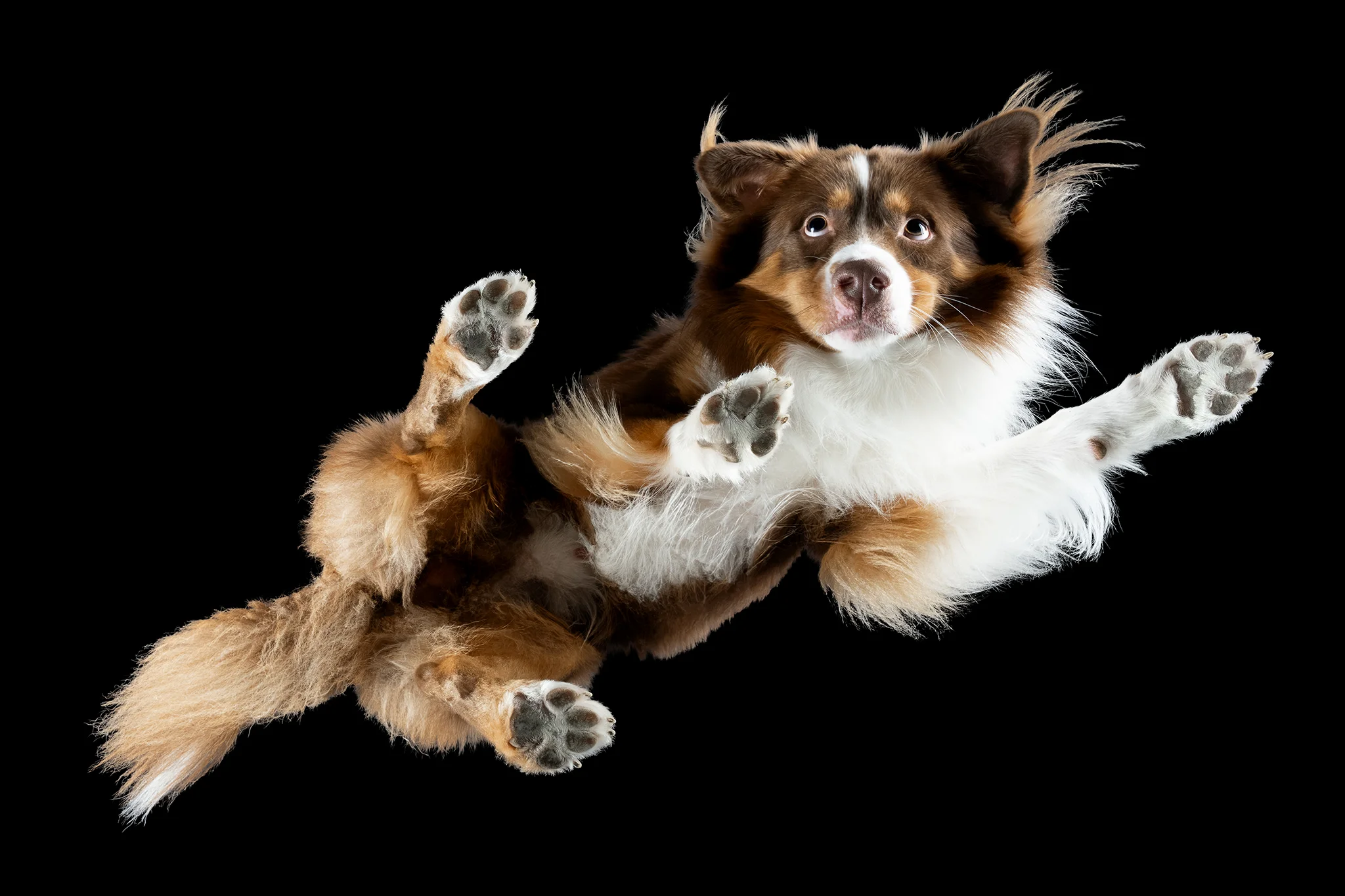 Mini Australian Shepherd Mailo von unten fotografiert, alle vier Pfoten gespreizt auf der Glasplatte