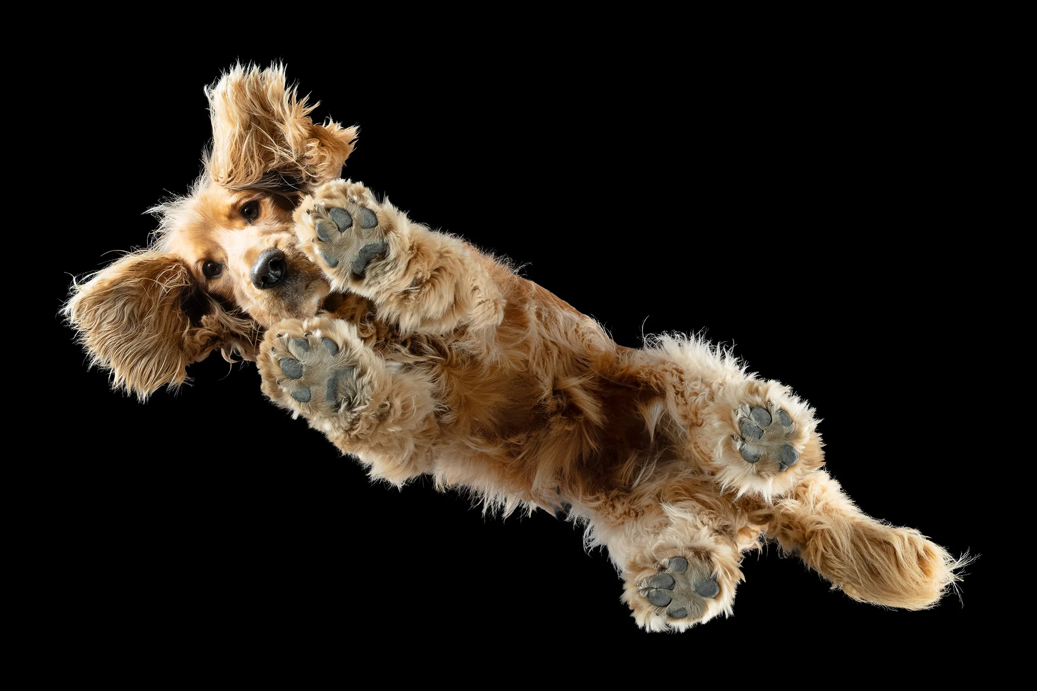 Englischer Cocker Spaniel Suki von unten fotografiert, die langen Ohren nach beiden Seiten ausgebreitet