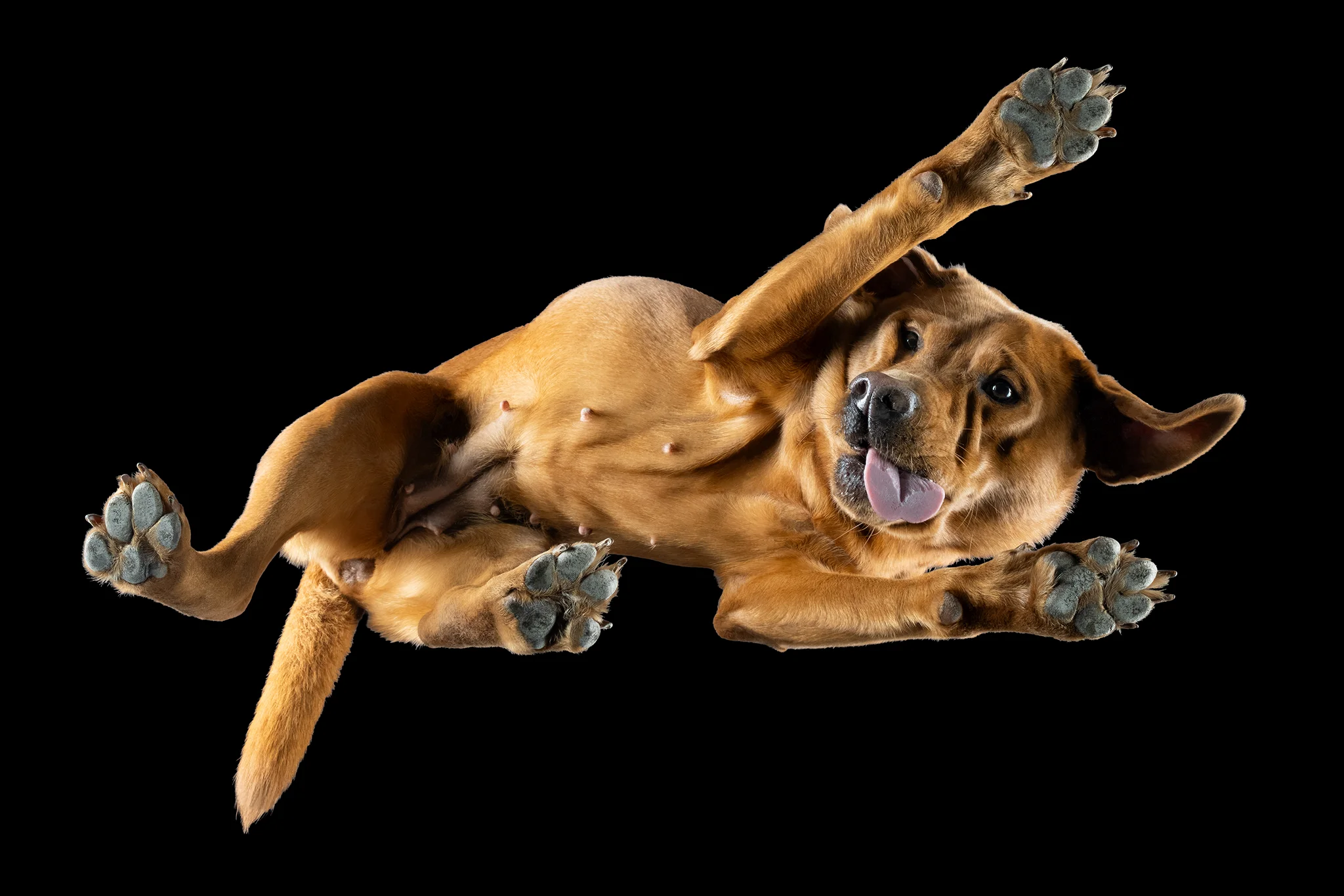 Labradorhündin Mali von unten fotografiert, Zunge heraus, Pfoten in alle Richtungen
