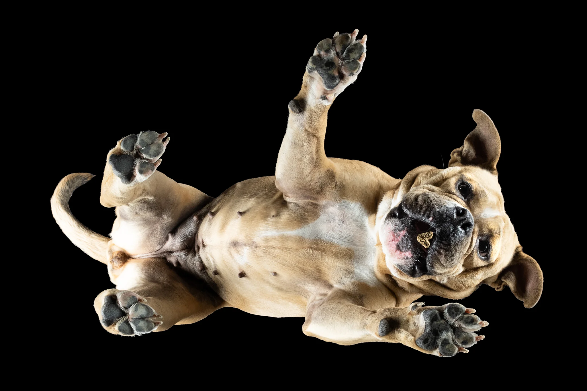 Bulldogge Fräulein Vilma von unten fotografiert, Falten und Pfotenballen auf der Glasplatte