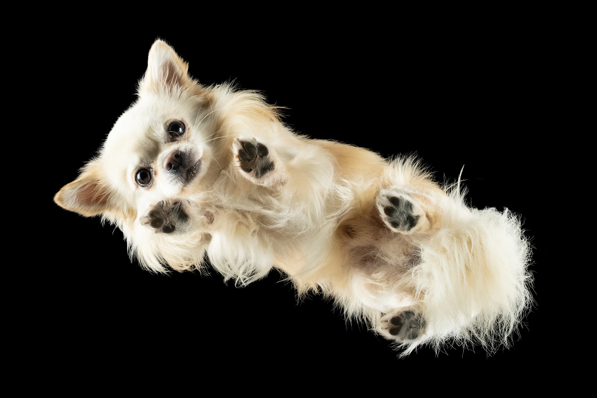 Langhaar-Chihuahua Diego von unten fotografiert, cremeweißes Fell auf dem Glas