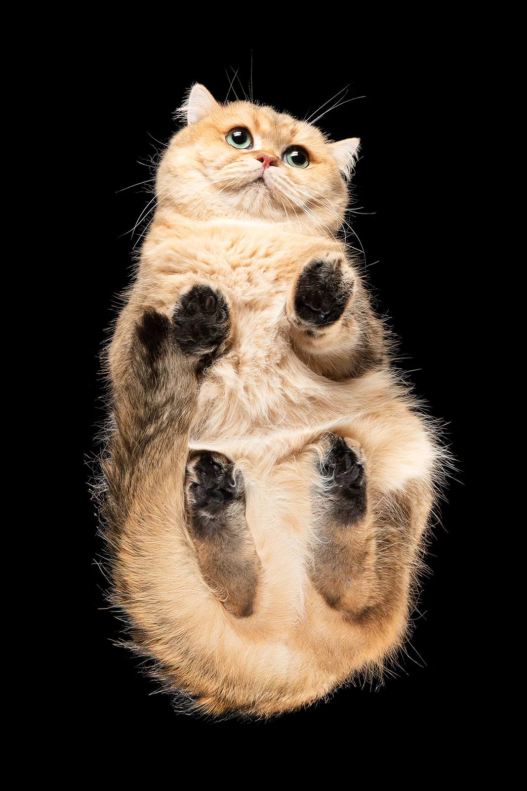 cat2