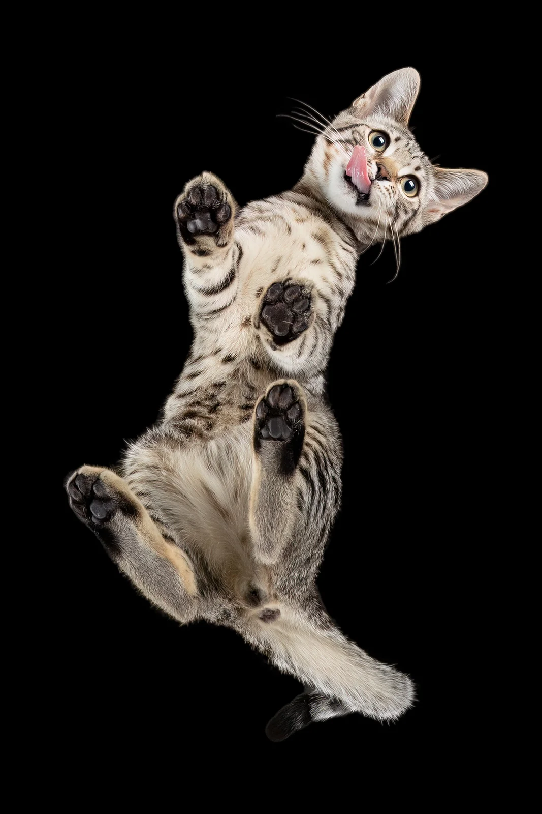 cat3