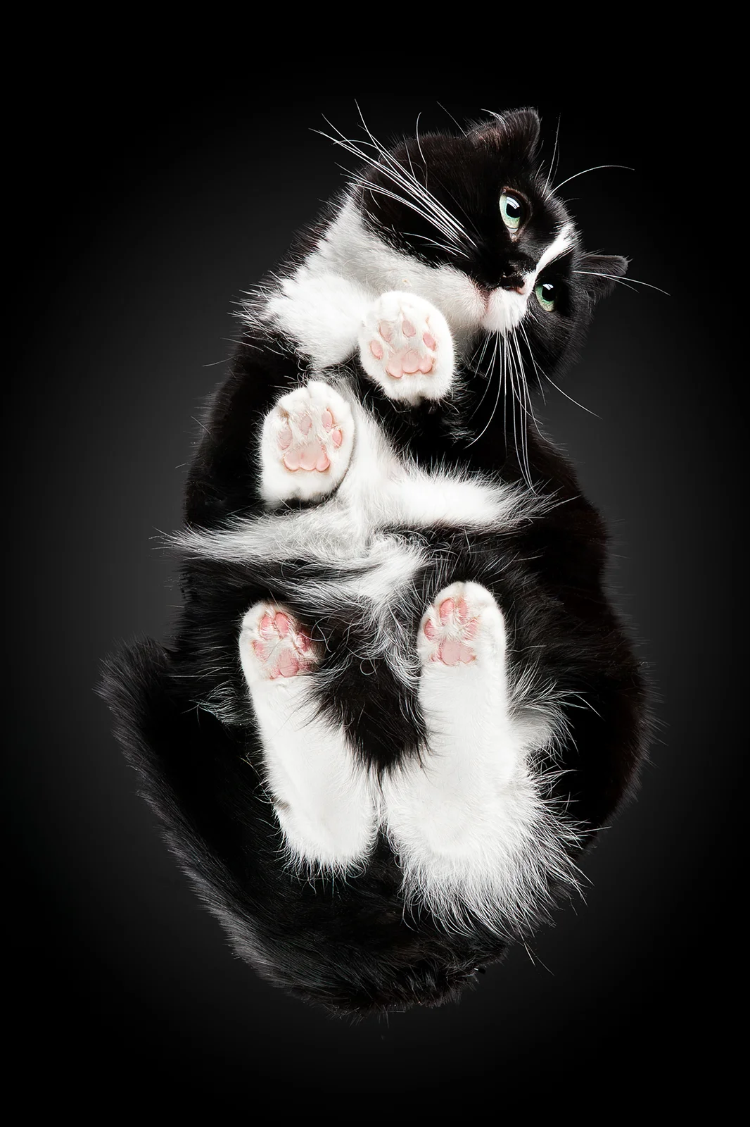cat1