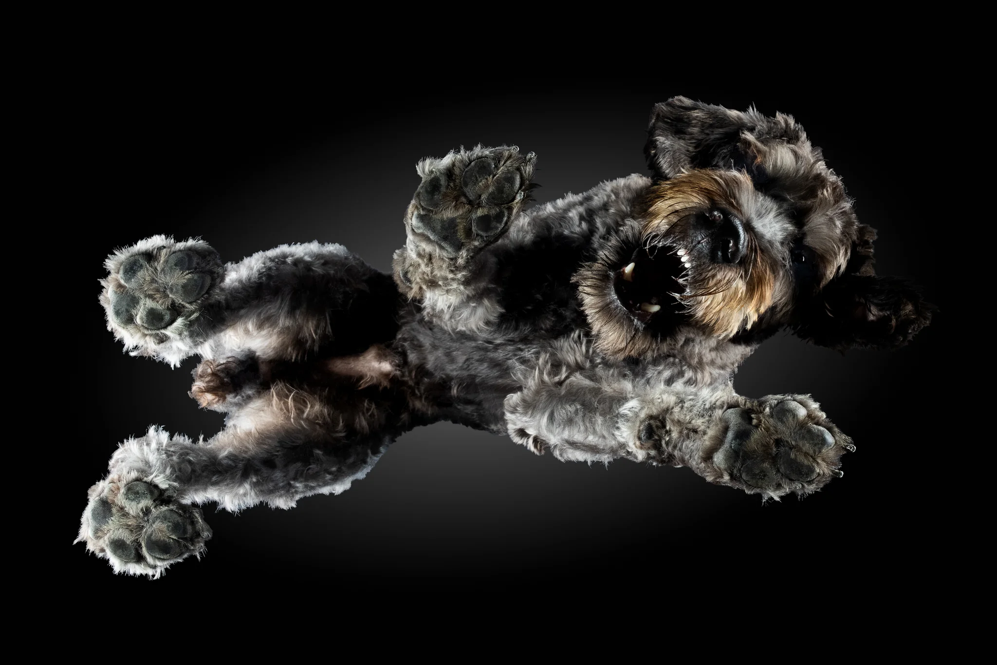Labradoodle Odin von unten fotografiert, graue Locken und offenes Maul