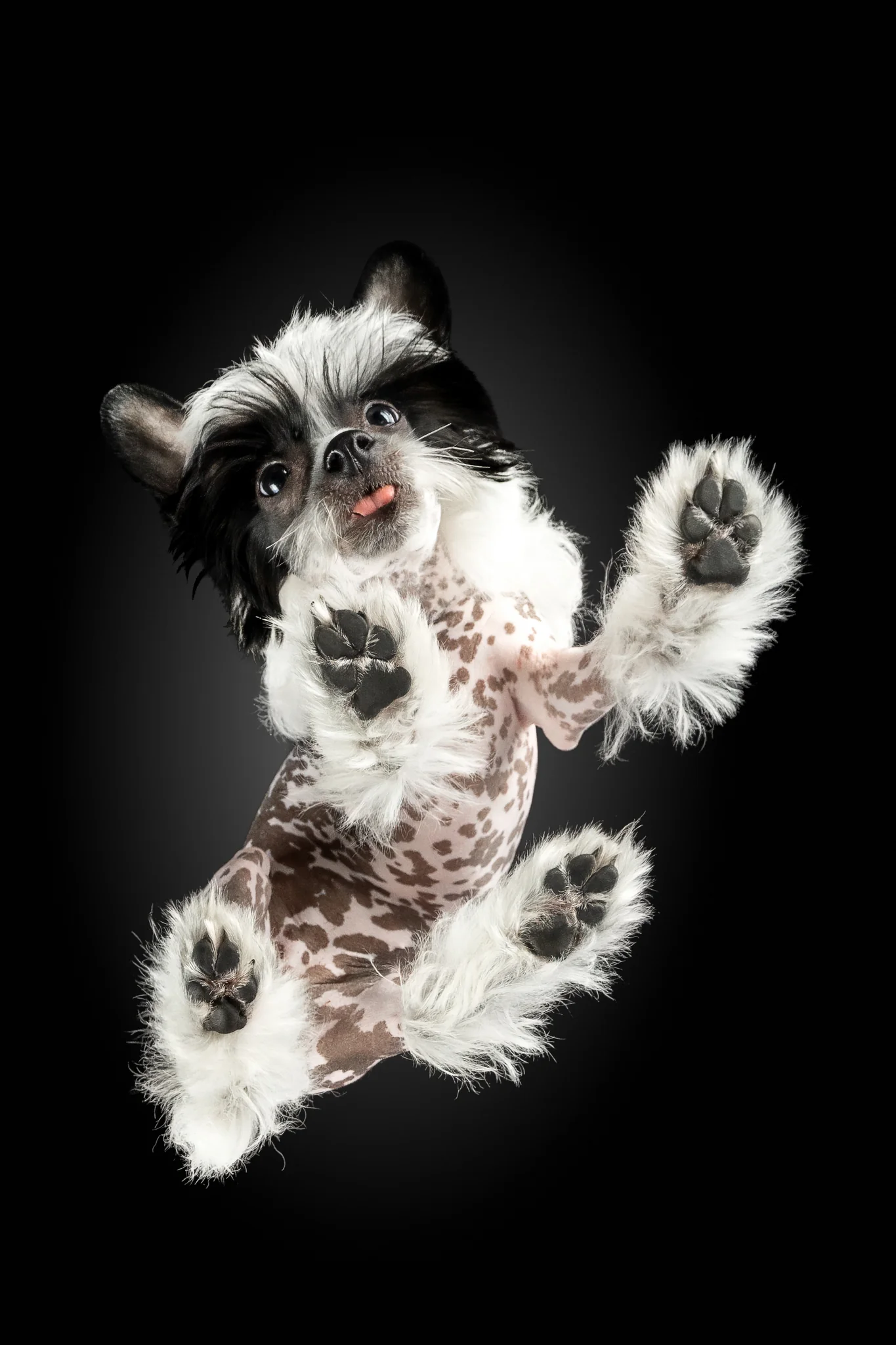Chinese Crested Hairless Wanda als Welpe mit vier Monaten von unten fotografiert, gefleckte Haut und weiße Puschelpfoten