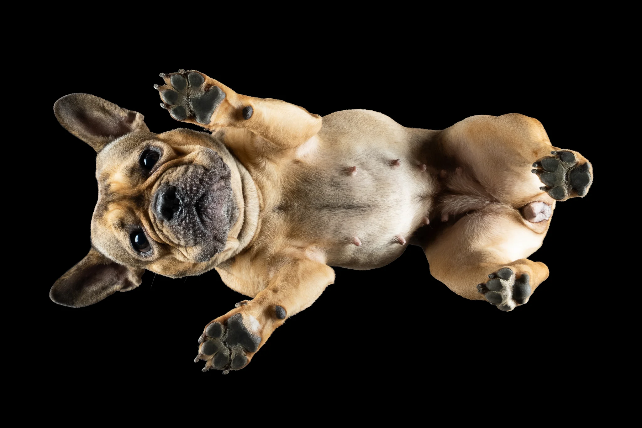 Französische Bulldogge Hela in Falb von unten fotografiert, Pfoten von sich gestreckt
