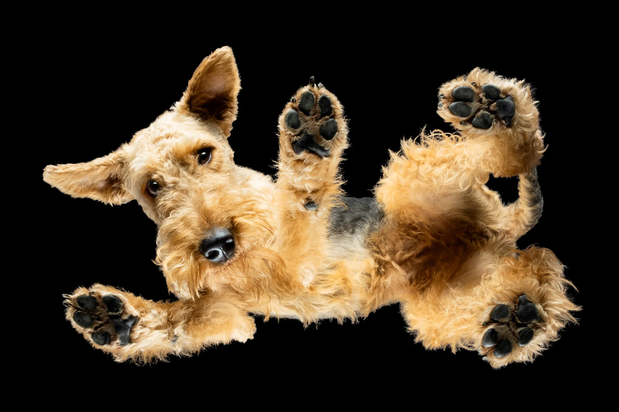 PETSPECTIVE Messestand auf der Internationalen RasseHundeAusstellung in der HanseMesse Rostock