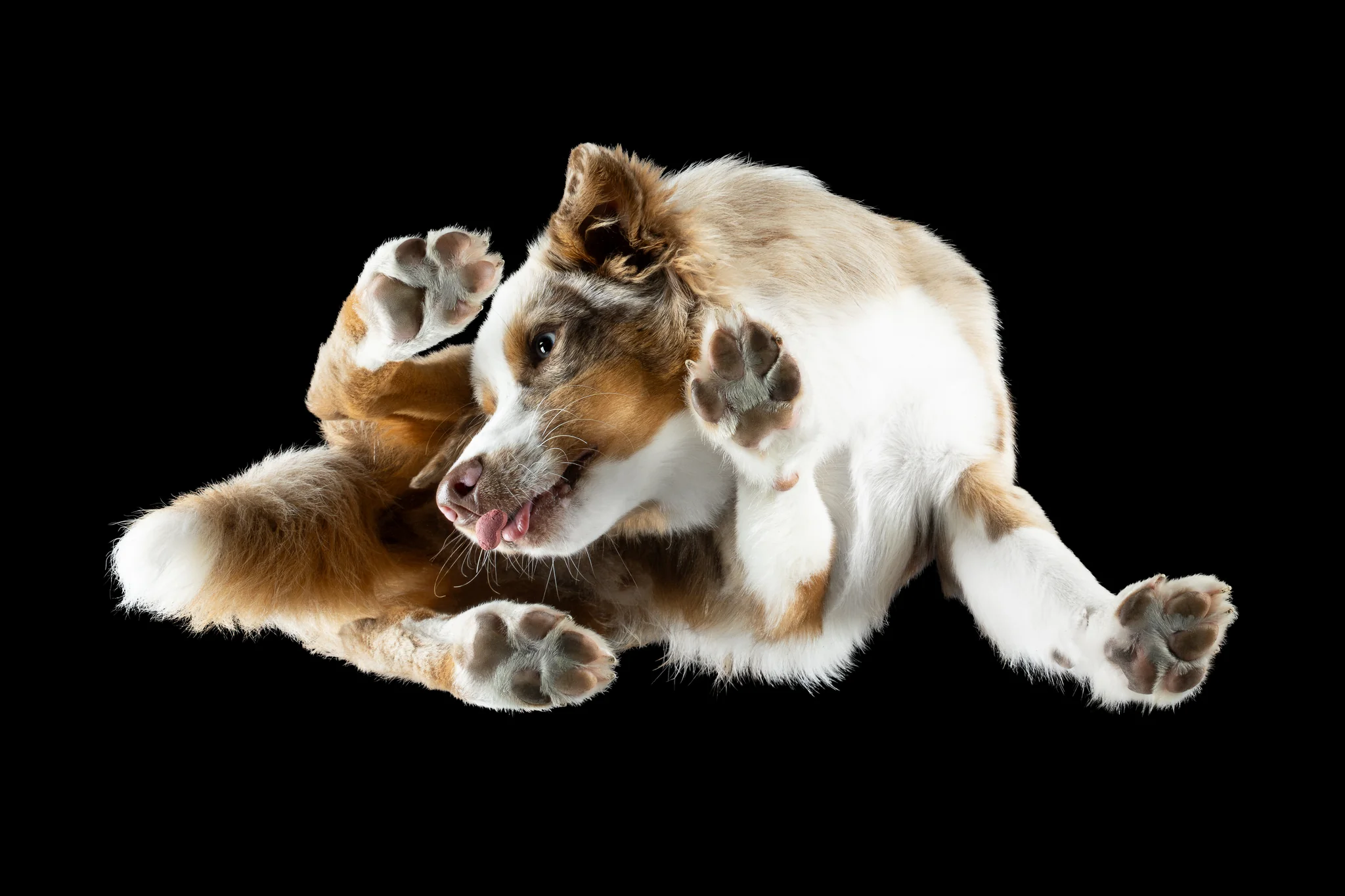 Miniature Australian Shepherd Yari in Red Merle von unten fotografiert, Wuschelpfoten auf dem Glas