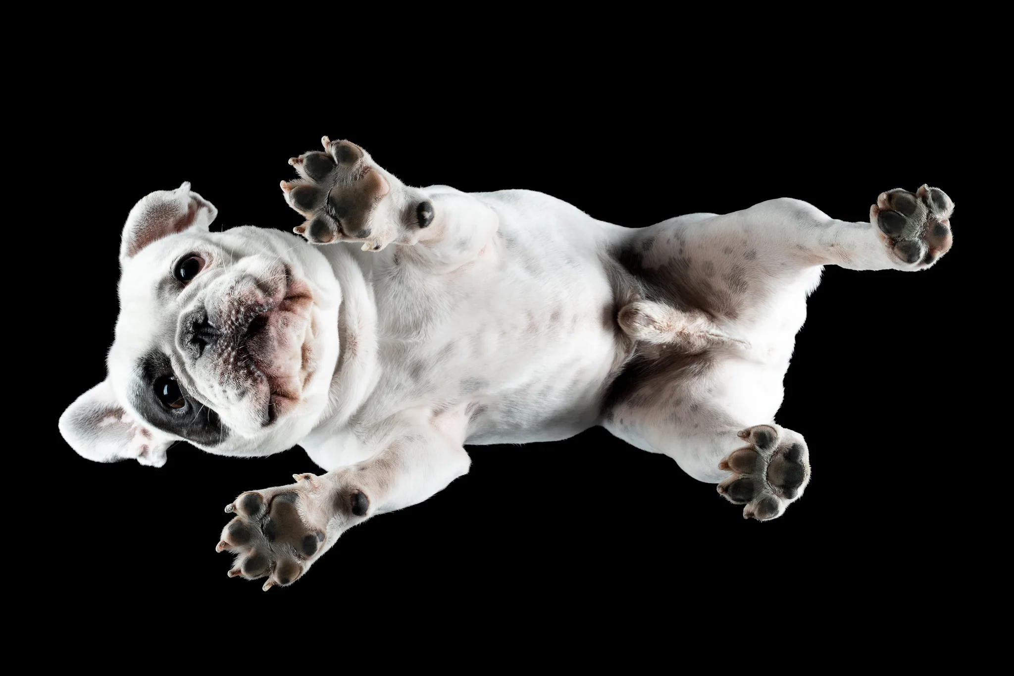 Weiße Französische Bulldogge Odin von unten fotografiert, auf dem Rücken liegend mit allen vier Pfoten auf dem Glas