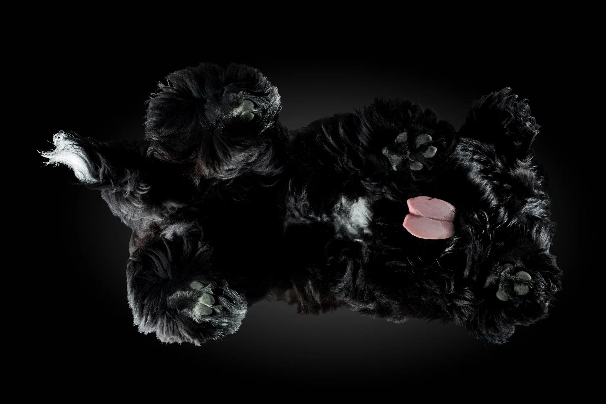 Schwarzer Tibet Terrier Khampa von unten fotografiert, rosa Zunge im langen Fell