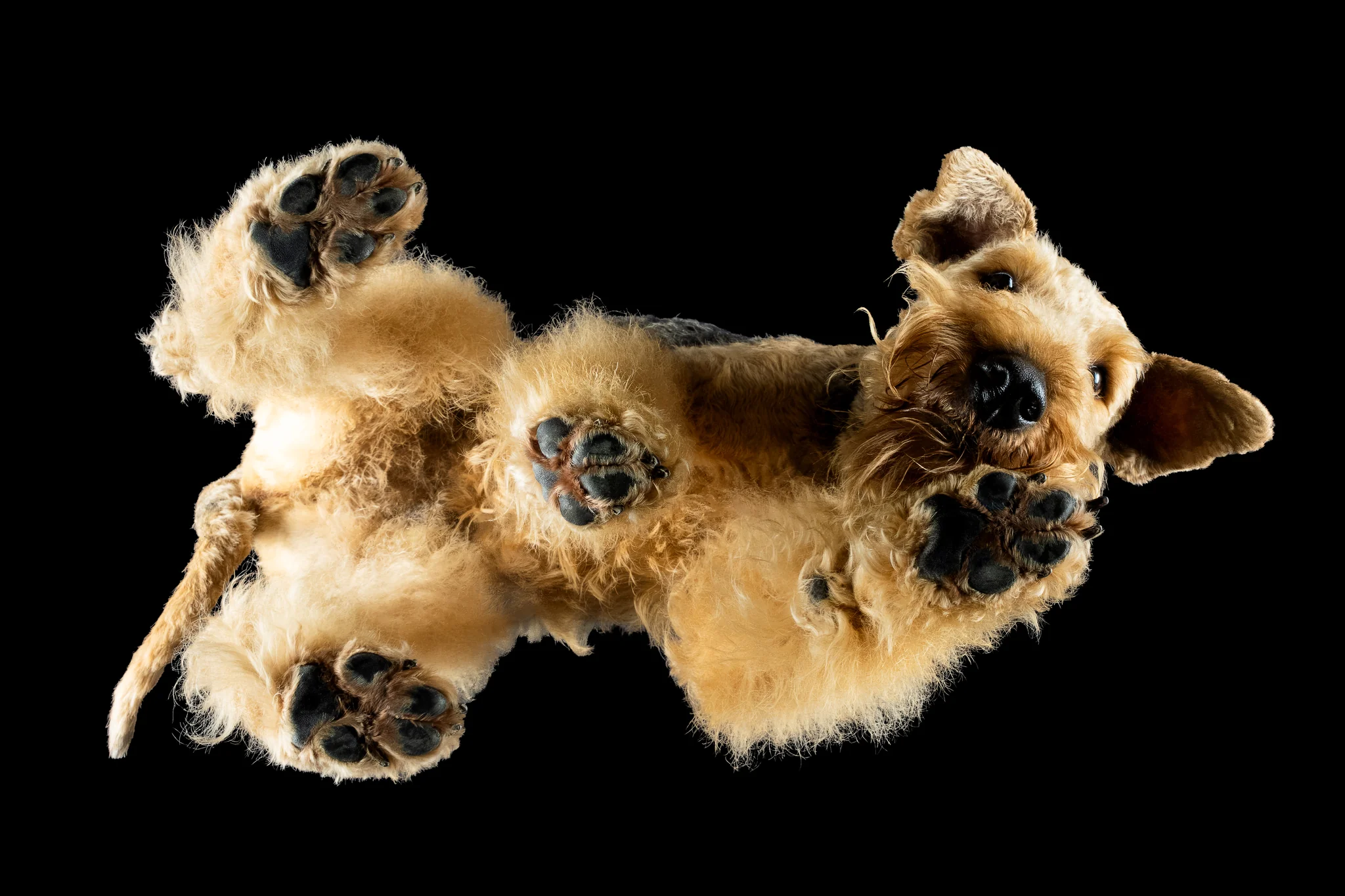 Airedale Terrier Fanta von unten fotografiert, große schwarze Pfotenballen auf dem Glas
