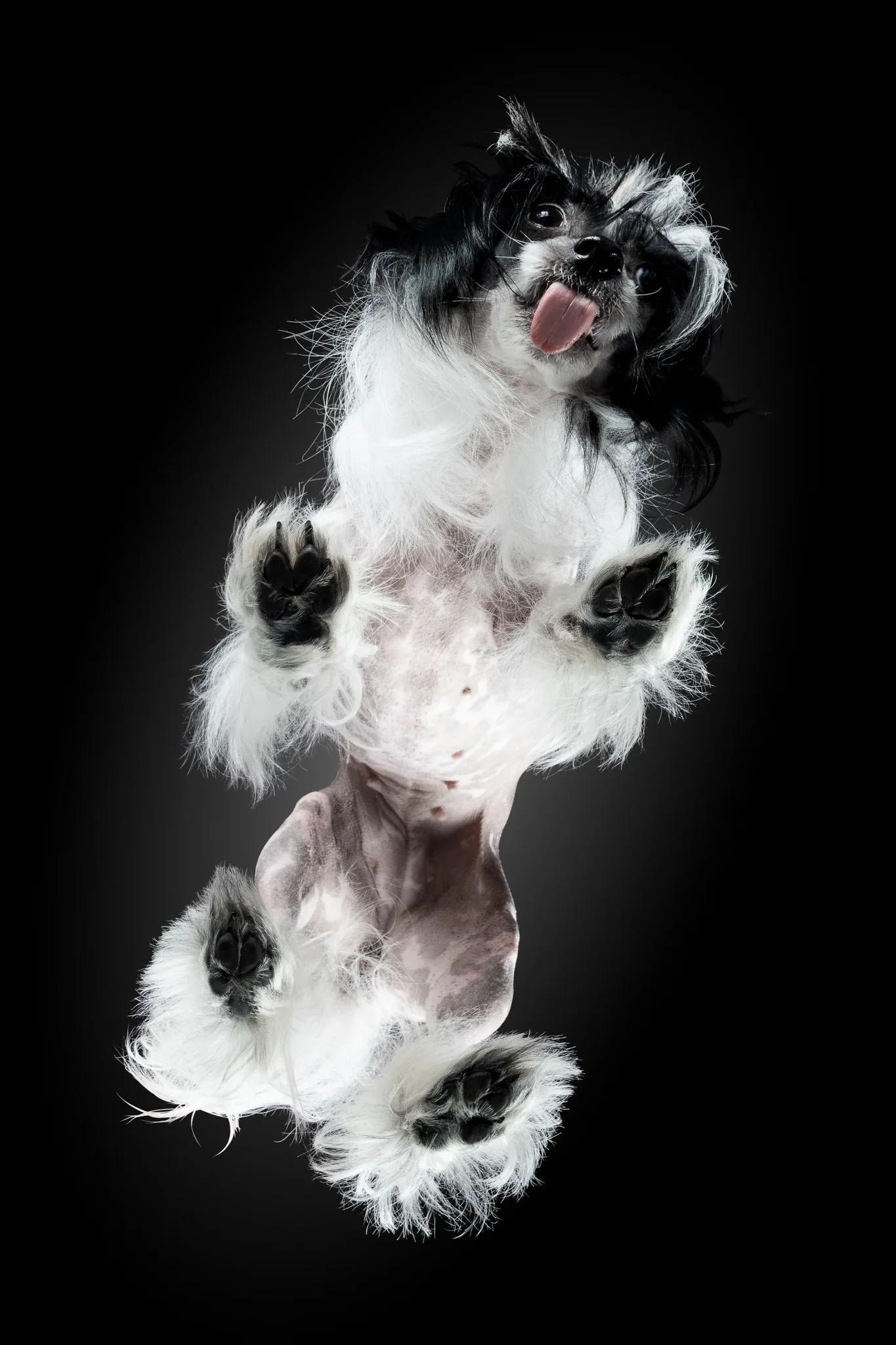 Chinese Crested Hairless Wanda mit zweieinhalb Jahren von unten fotografiert, Zunge heraus, Pfoten auf dem Glas