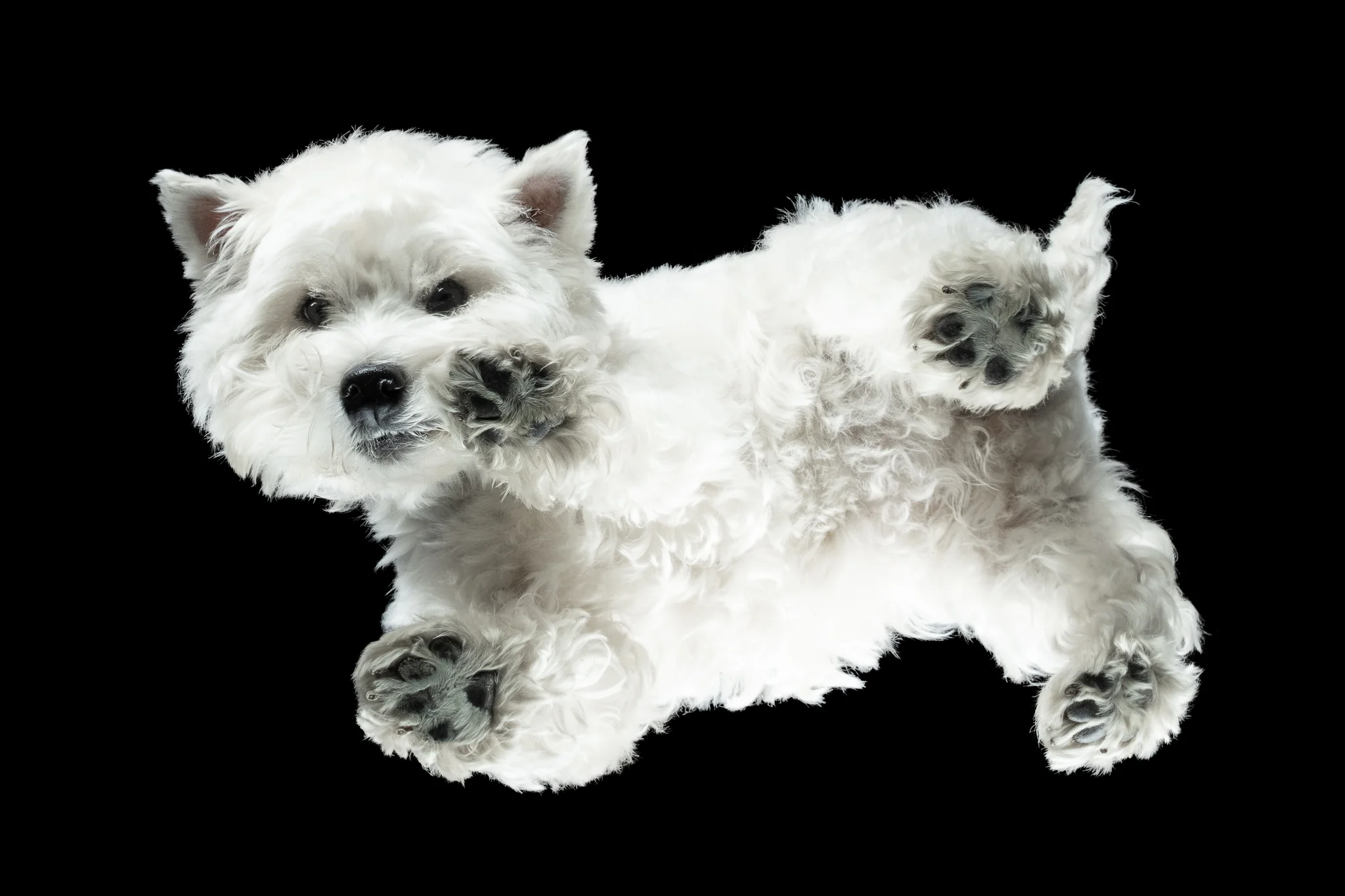 West Highland White Terrier Elli von unten fotografiert, weißes Fell auf schwarzem Grund