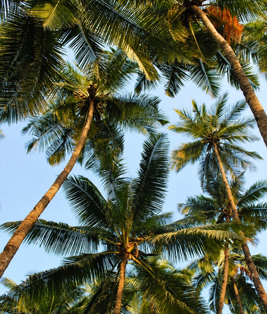 Palmeras