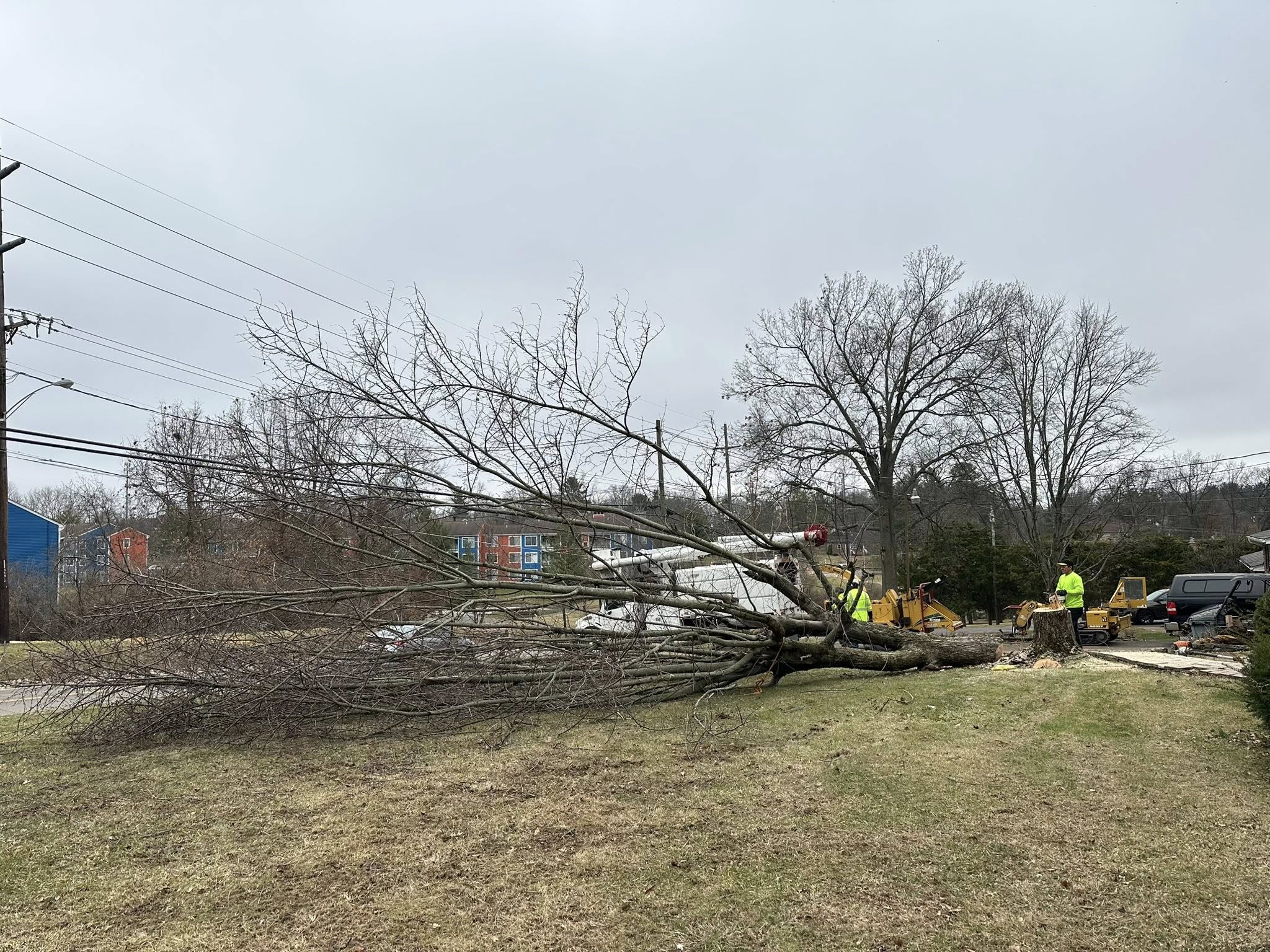 GBZ Tree removal job Greater Cincinnati