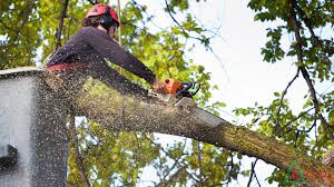 Stump grinding Cincinnati
