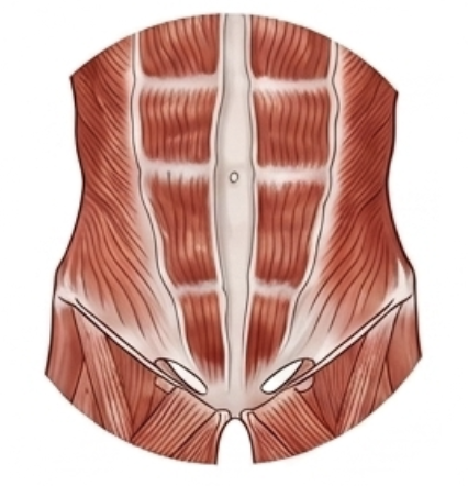 Abdomen