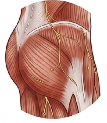 Glutes