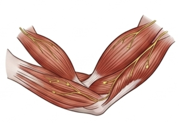 Arms