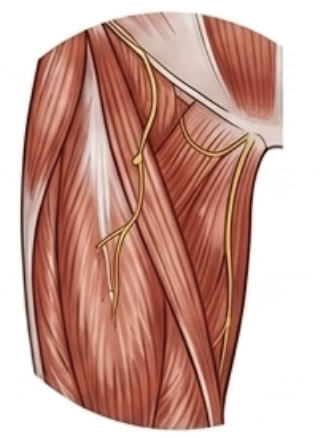 Inner thighs