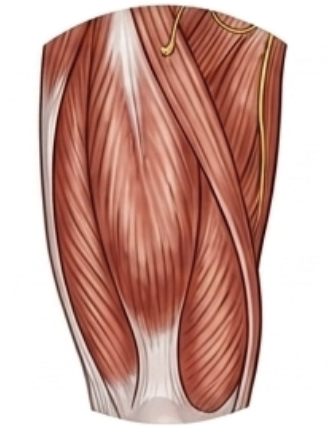 Front thighs