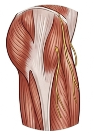 Back thighs