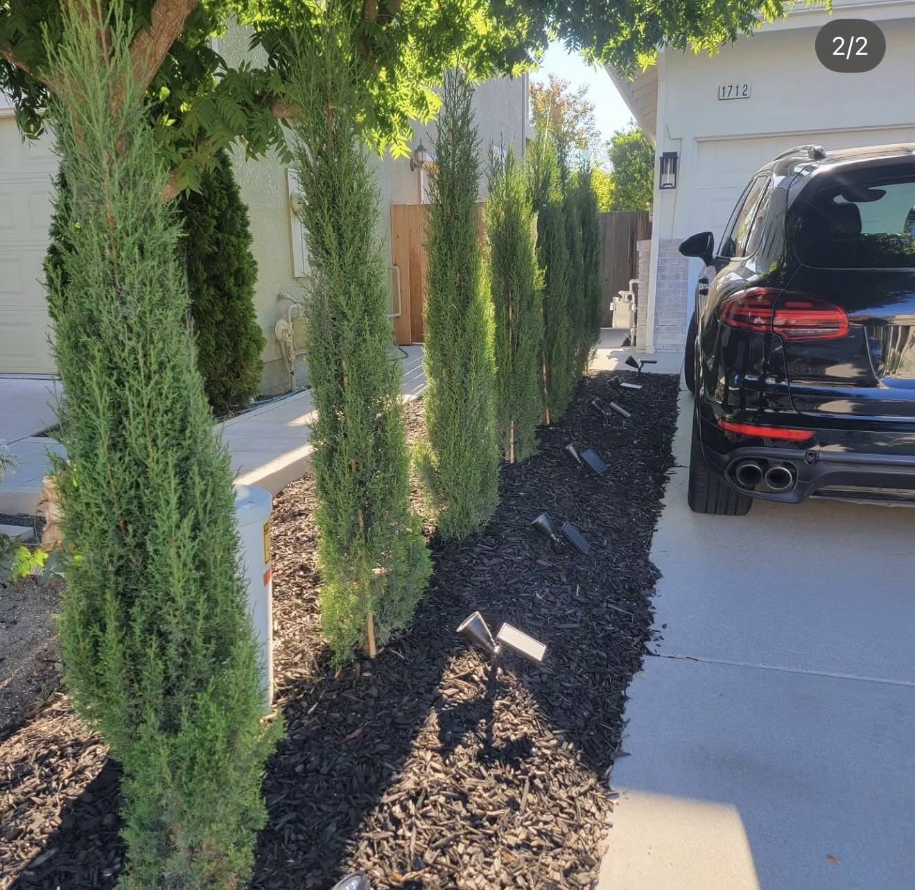 Front yard landscape design with new trrees, mulch, and up lights