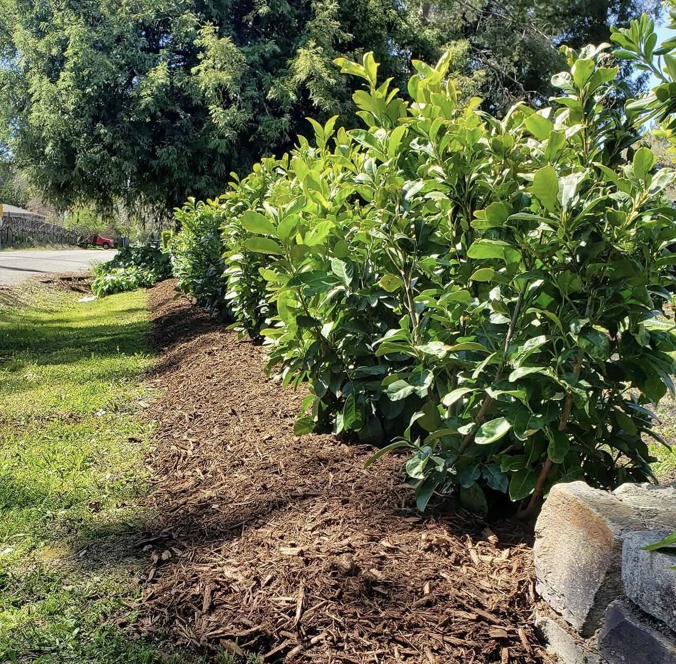 Landscape Design for privacy screening including bushes, mulch, and new sod install