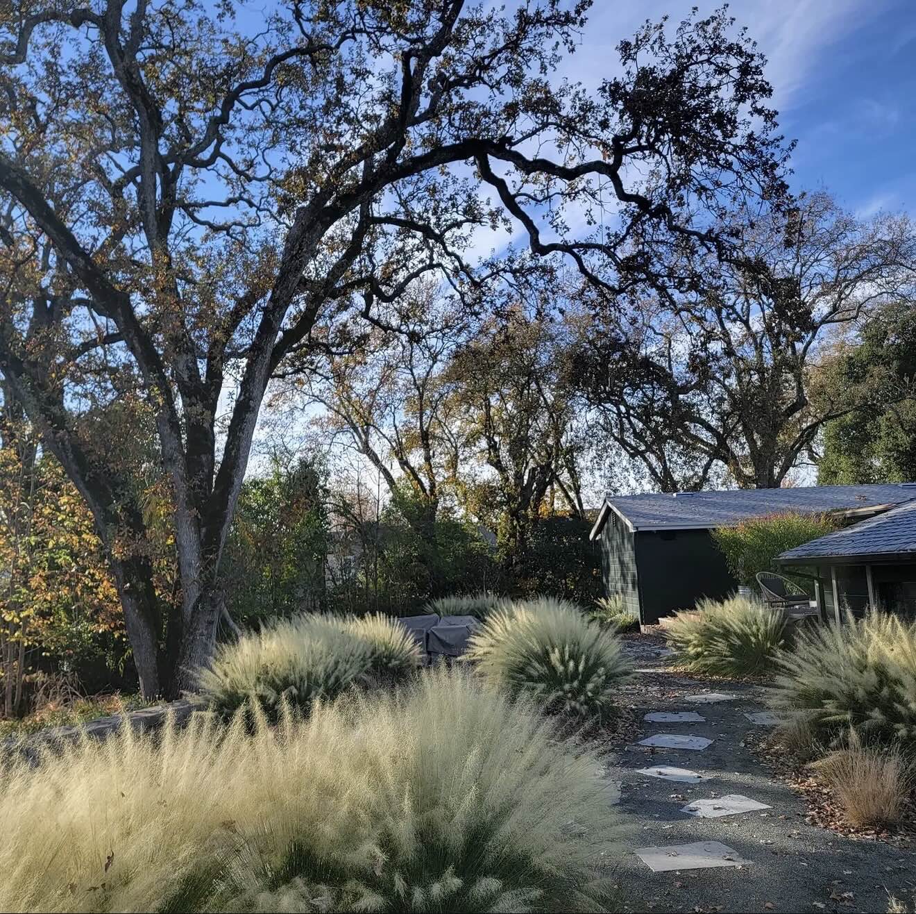 Landscape maintenance and front yard care for a Sonoma County property