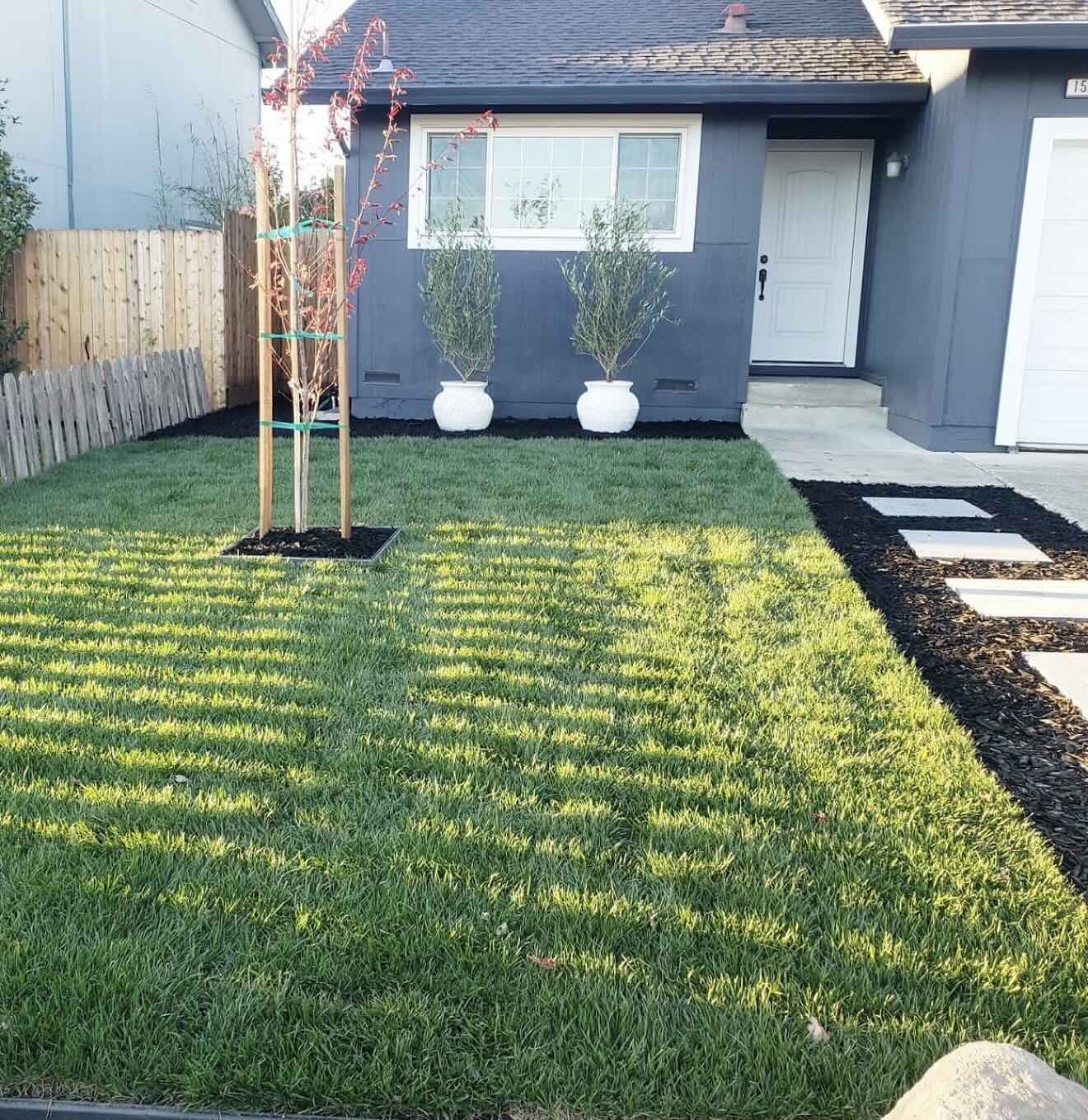 Recent landscape maintenance and lawn care project completed by RE Landscape Sonoma
