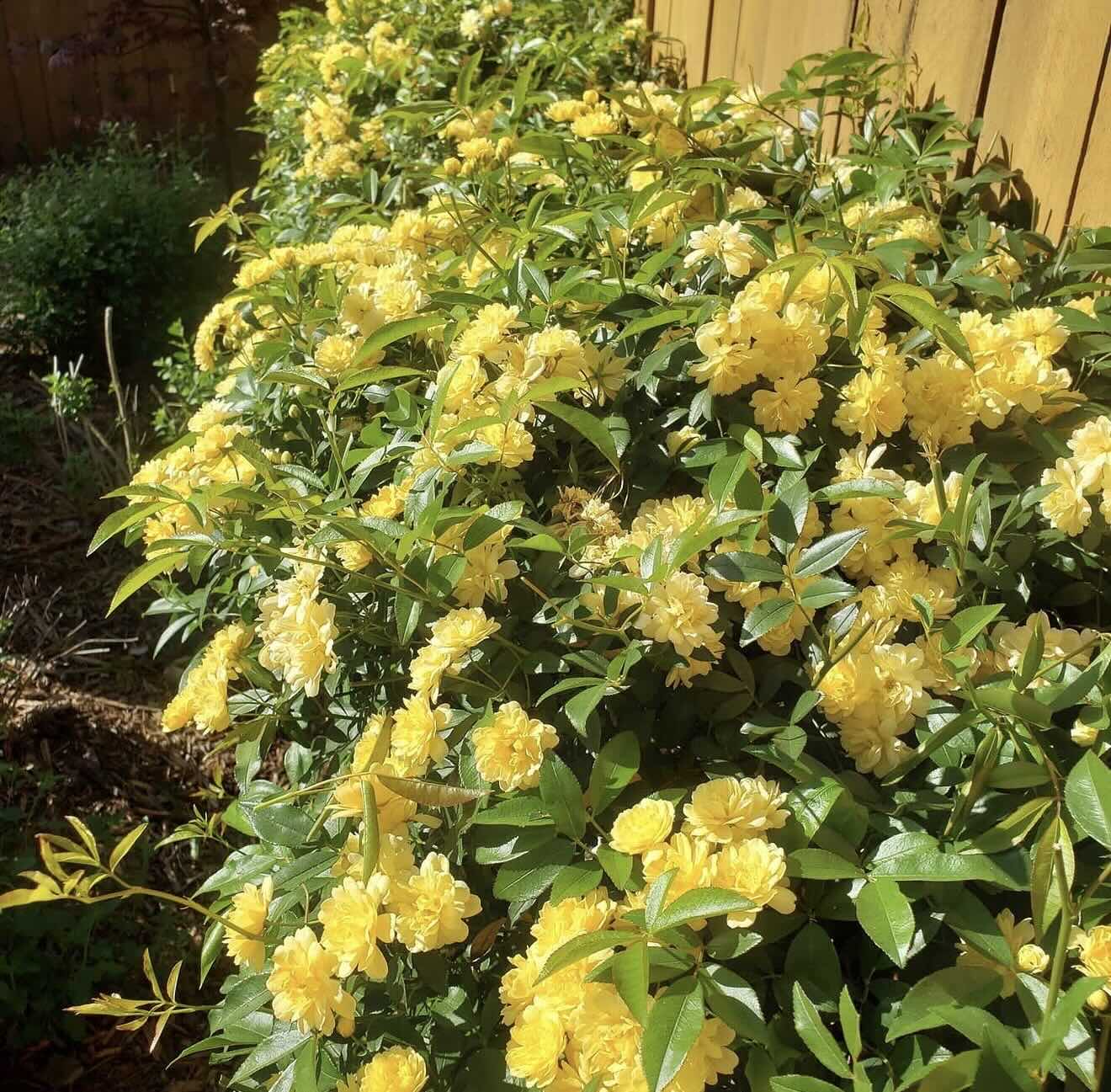 Landscape maintenance for beautiful shrubs by RE Landscape Sonoma