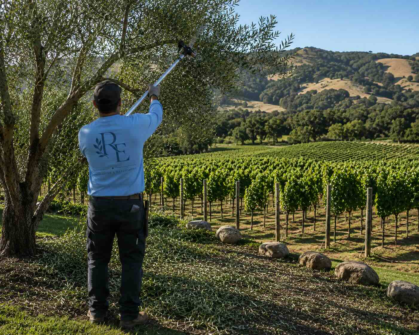 Commerical Landscaping of a vineyard RE Landscape Sonoma