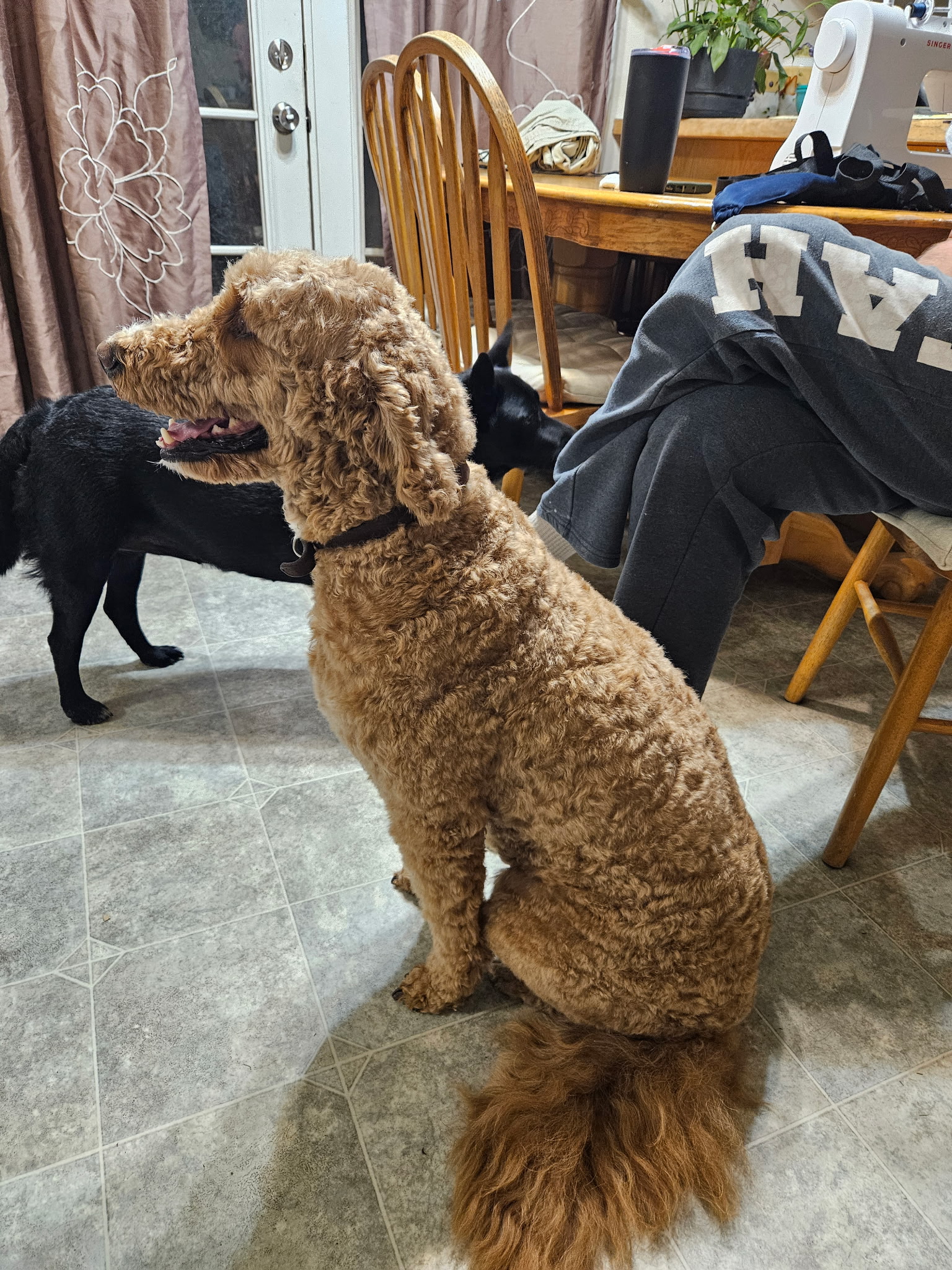  Maintenance Dog Grooming