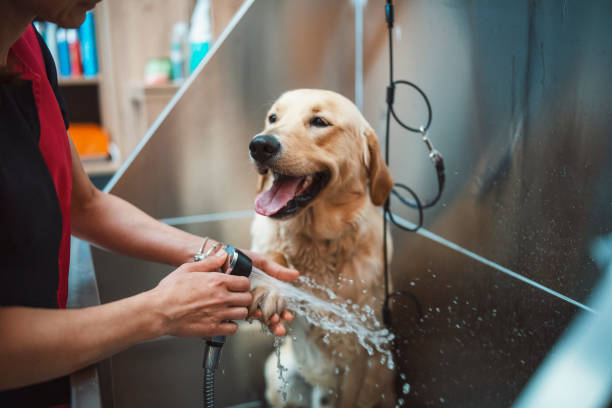 Dog Bath & Brush in Spanish Fork