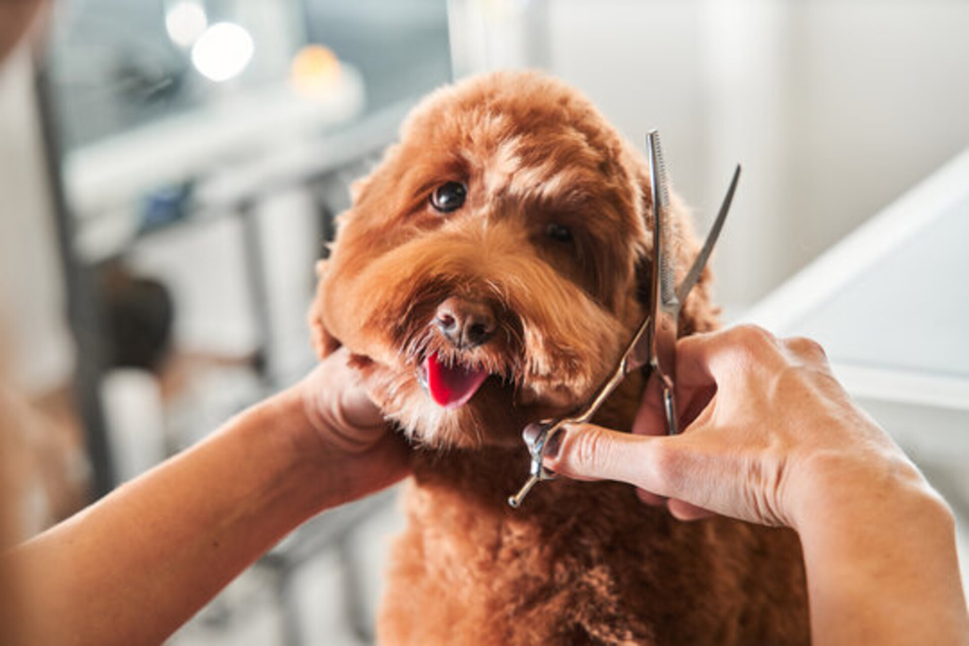  Full Dog Groom