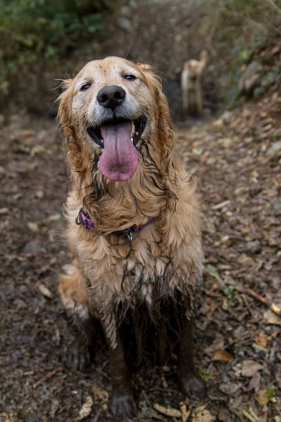 Woodland Hills Maintenance Dog Grooming