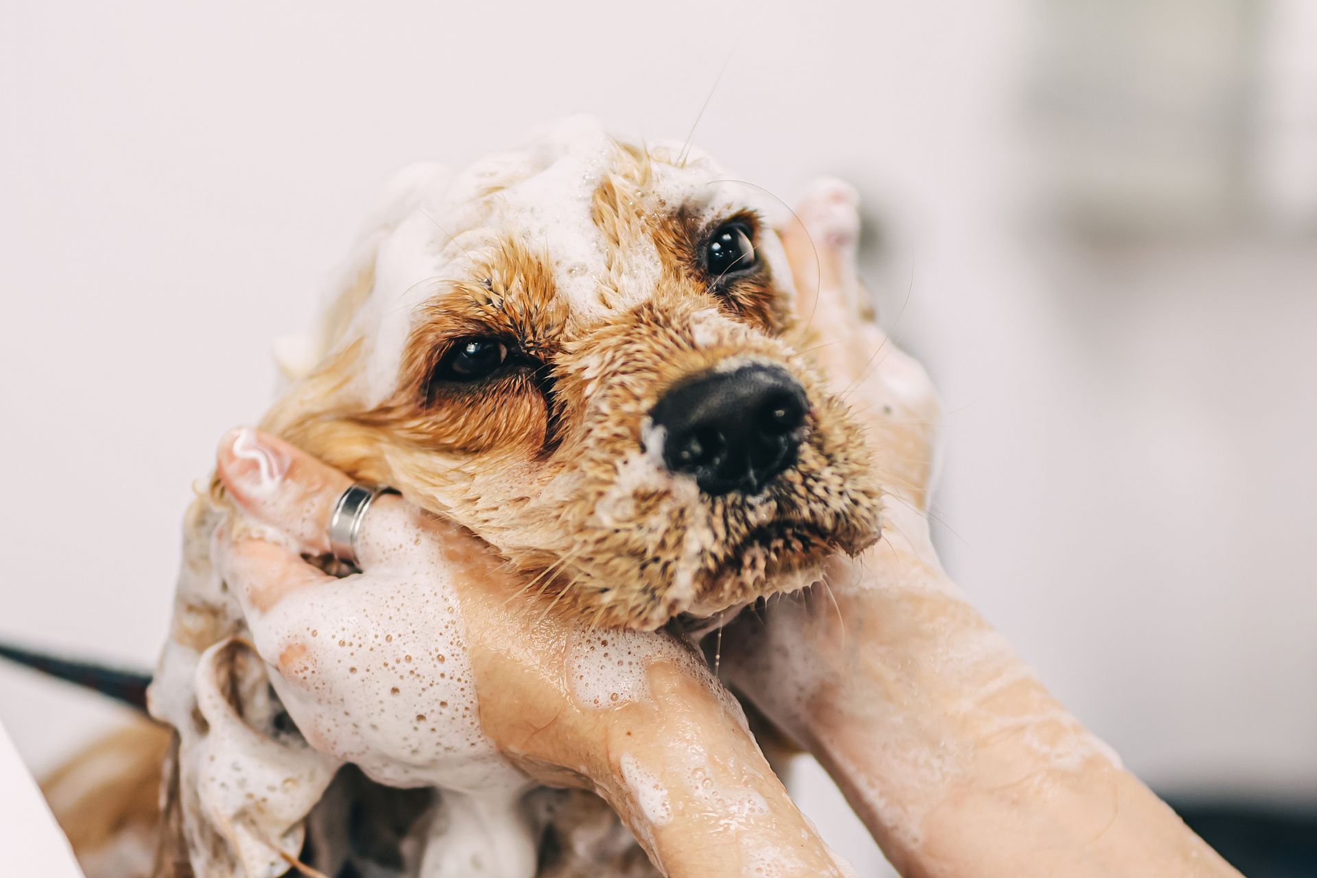 Genola Dog Bath & Brush
