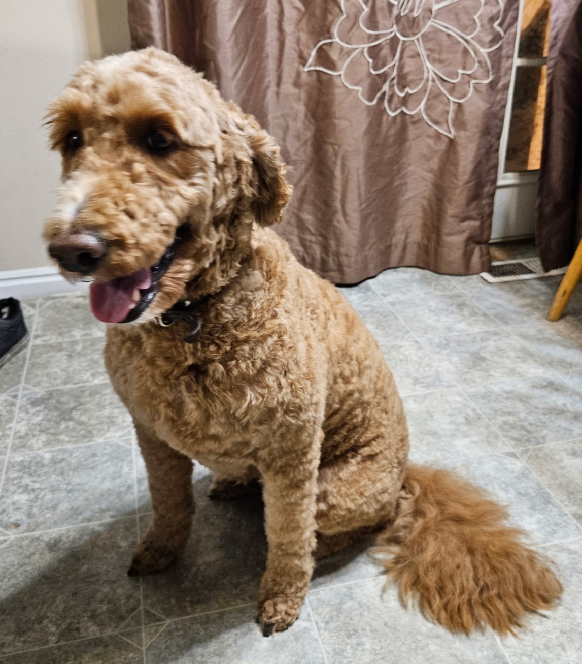 Mapleton Dog Bath & Brush