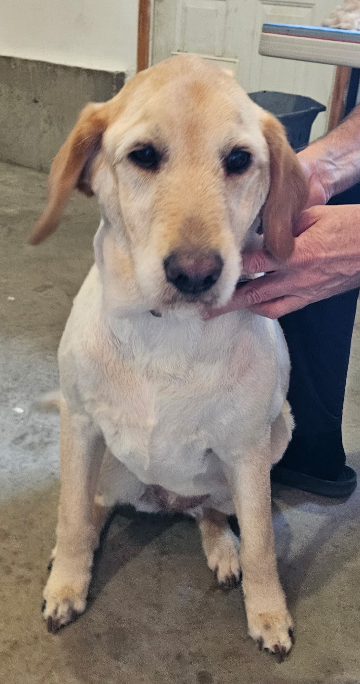 Mapleton Maintenance Dog Grooming
