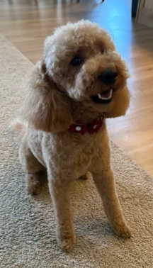 Dog Bath & Brush Spanish Fork
