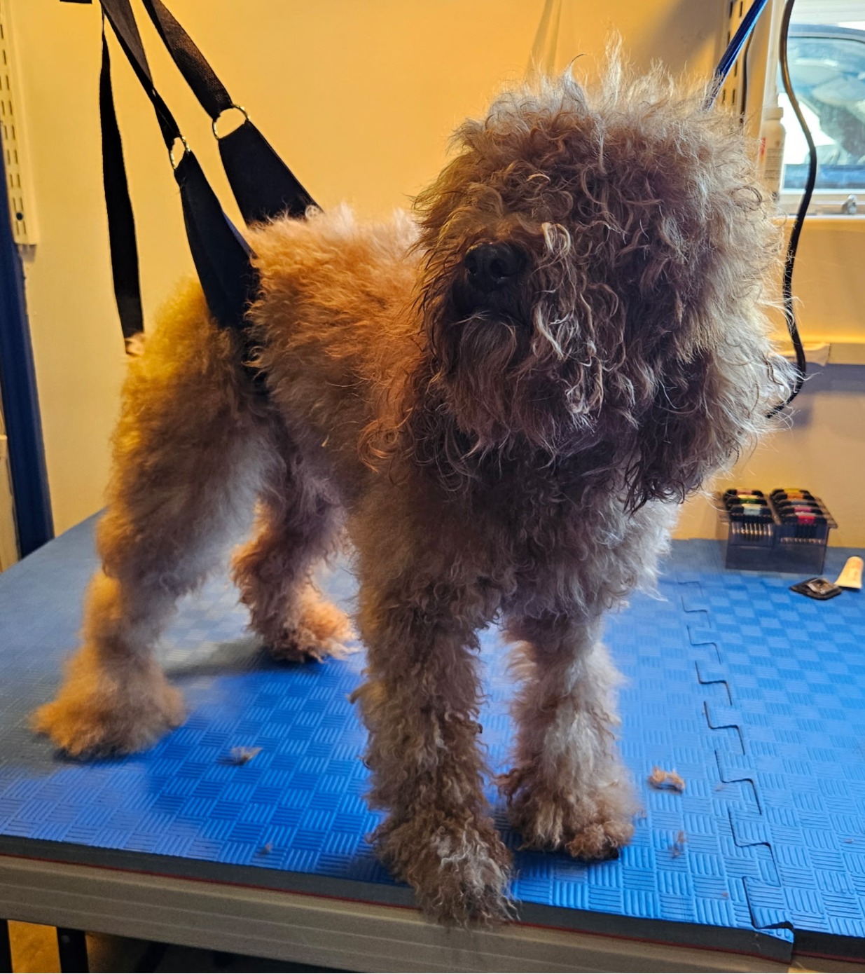 Woodland Hills Full Dog Groom