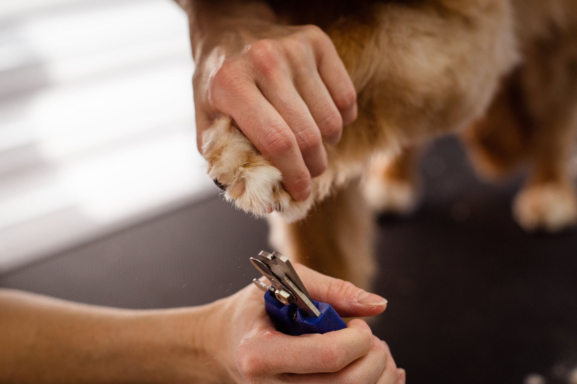 Salem Full Dog Groom