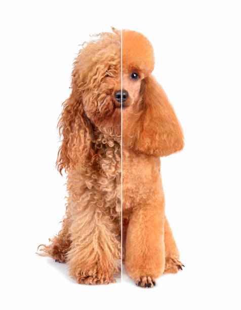  Full Dog Groom