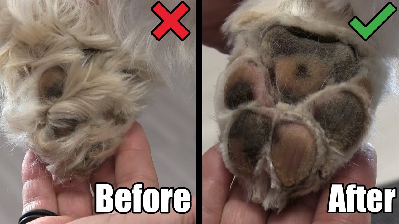 Maintenance Dog Grooming in Spanish Fork