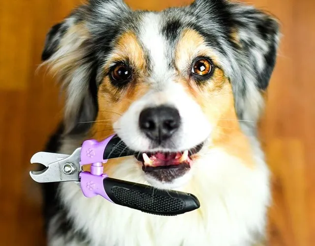 Salem Maintenance Dog Grooming