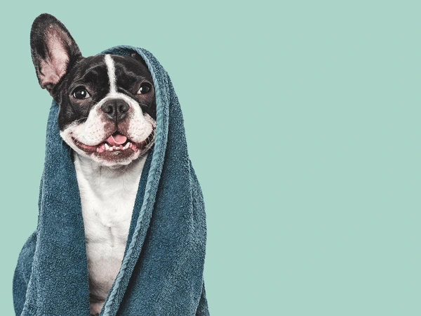  Full Dog Groom